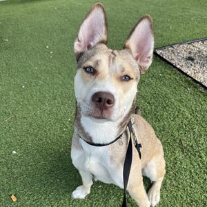 A brown and white dog with perked ears sitting on green artificial grass.