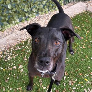 Moose, Mixed Breed, adult, available for adoption