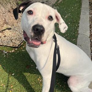 Joelle, Mixed Breed, adult, available for adoption