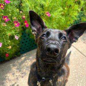 Cherub, Mixed Breed, young, available for adoption