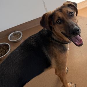 Garrison, Mixed Breed, young, available for adoption