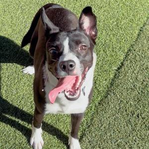 Porkchop, Mixed Breed, adult, available for adoption