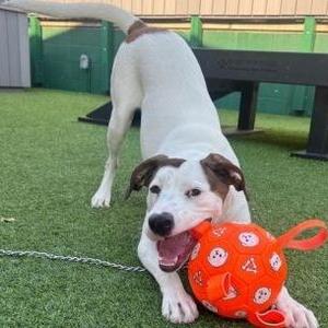 January, Mixed Breed, young, available for adoption