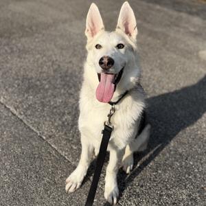 A white dog with pointed ears and a pink tongue sticking out, sitting on a paved surface.
