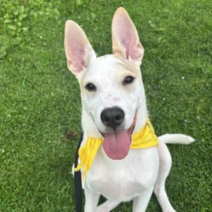 Culver, Mixed Breed, young, available for adoption