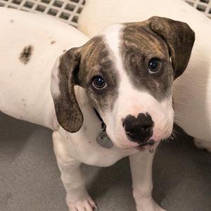 Starly, Mixed Breed, young, available for adoption