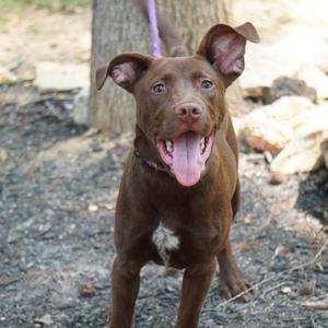 Mowgli, Terrier, Pit Bull, adult, available for adoption