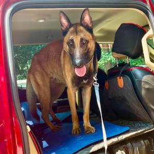 Kaos (Max), Malinois, Belgian, adult, available for adoption