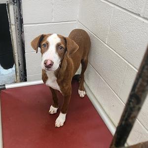 Lisa, Pointer, adult, available for adoption