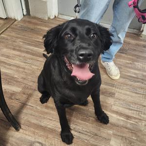Endy (Gemma), Mixed Breed (Large), adult, available for adoption