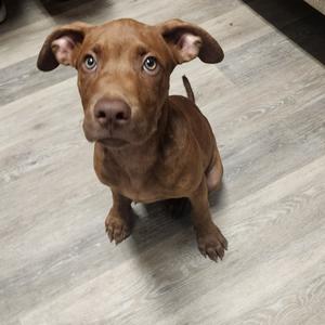 Muppet, Terrier, Pit Bull, puppy, available for adoption