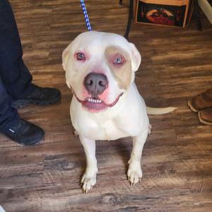 Petey, Bulldog, adult, available for adoption