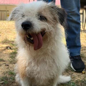 Cookie, Terrier, adult, available for adoption