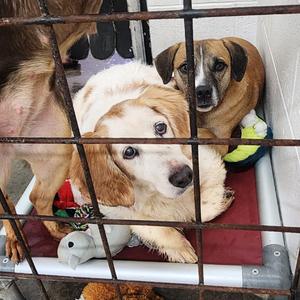 Latto, Beagle, adult, available for adoption