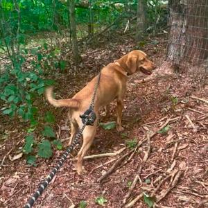 Amber, Retriever, Labrador, adult, available for adoption
