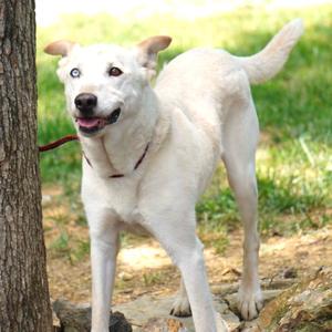 Hercules, Husky, adult, available for adoption