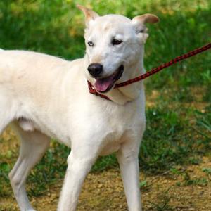 Hercules, Husky, adult, available for adoption