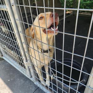 Jeff, Retriever, Labrador, adult, available for adoption