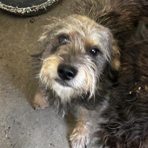 Finneas, Terrier, adult, available for adoption