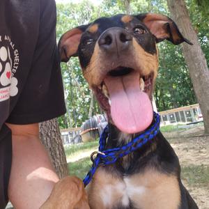 Ravi, Hound, adult, available for adoption