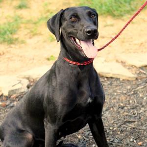 Libby, Retriever, Black Labrador, adult, available for adoption