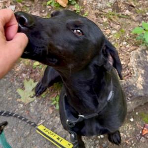 Libby, Retriever, Black Labrador, adult, available for adoption