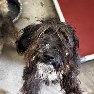 Ferb, Terrier, adult, available for adoption
