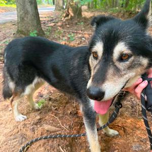 Giselle, Shepherd, adult, available for adoption