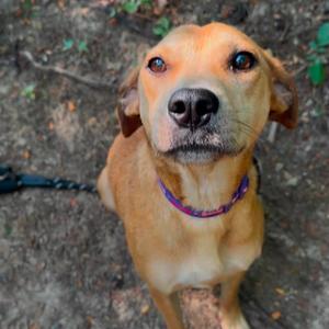 Perdita, Hound, adult, available for adoption