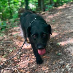 Maggie, Terrier, adult, available for adoption