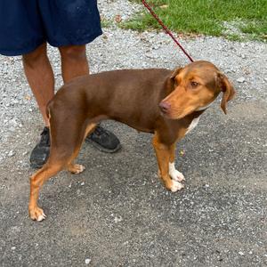 Hazel, Hound, adult, available for adoption