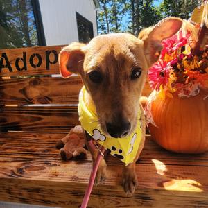Ken, Dachshund, adult, available for adoption