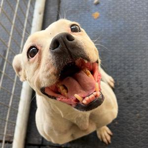 Ghost, Terrier, Pit Bull, adult, available for adoption