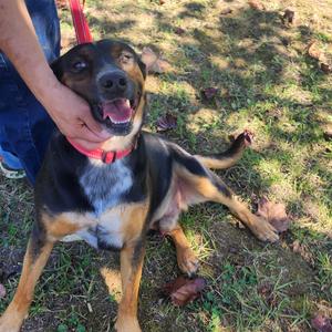 Forrest, Mixed Breed (Large), adult, available for adoption