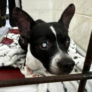 Johnny Boy, Terrier, Boston, senior, available for adoption