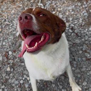 Brittany, Spaniel, Brittany, adult, available for adoption