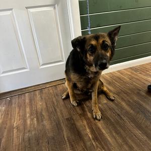 Chupi, Shepherd, German, adult, available for adoption