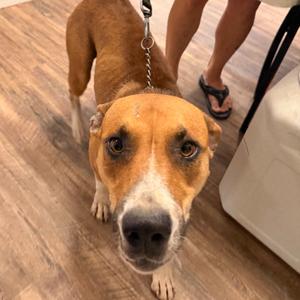 Indy, Mixed Breed (Medium), adult, available for adoption