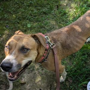 A brown dog with a white muzzle and chest, wearing a red collar and leash, standing on grass.