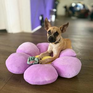 Lacy, Mixed Breed (Small), puppy, available for adoption