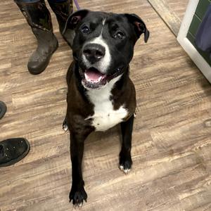 Louie, Terrier, Pit Bull, adult, available for adoption