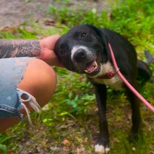 Kermit, Mixed Breed (Medium), adult, available for adoption