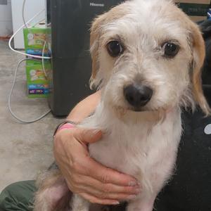 Dixie, Terrier, adult, available for adoption