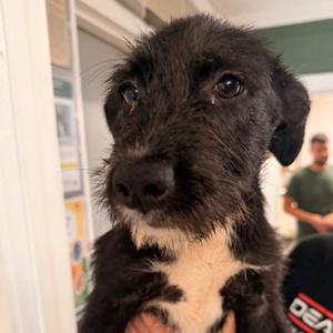 Alma, Terrier, adult, available for adoption