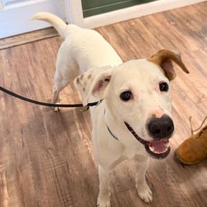 Arnold, Mixed Breed (Medium), adult, available for adoption