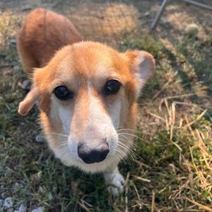 Eugene, Corgi, Cardigan Welsh, senior, available for adoption