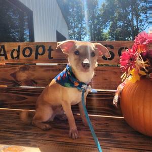 Evander, Chihuahua, adult, available for adoption