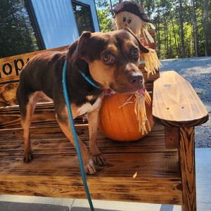 Coco, Mixed Breed (Medium), adult, available for adoption