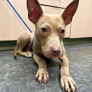 Dixie, Terrier, American Pit Bull, adult, available for adoption