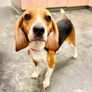 Cowboy, Beagle, adult, available for adoption